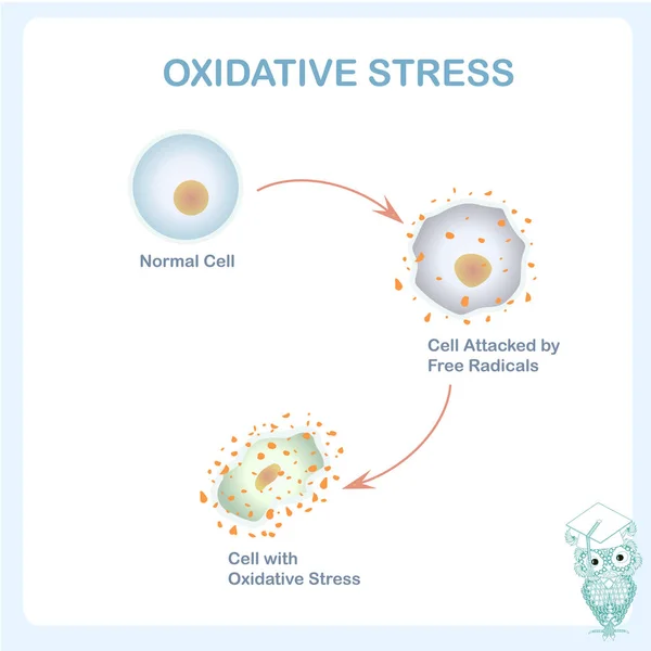 Esquema Estresse Oxidativo Célula Saudável Causada Por Ataque Radicais Livres — Vetor de Stock