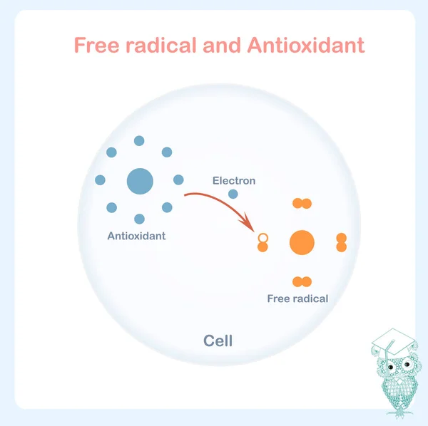 Princípio Funcionamento Antioxidante Sheme Vetor Abstrato Ilustração Processo Doação Elétrons — Vetor de Stock