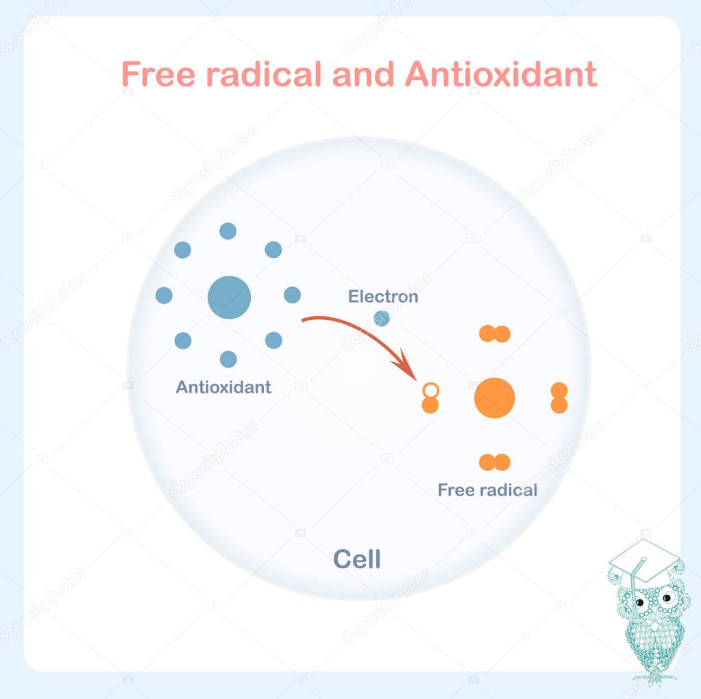 Antioxidant working principle abstract vector sheme, illustration of process of electron donation to free radical molecule in cell. How antioxidants work on free radicals damage. Healthcare design element stock vector illustration.