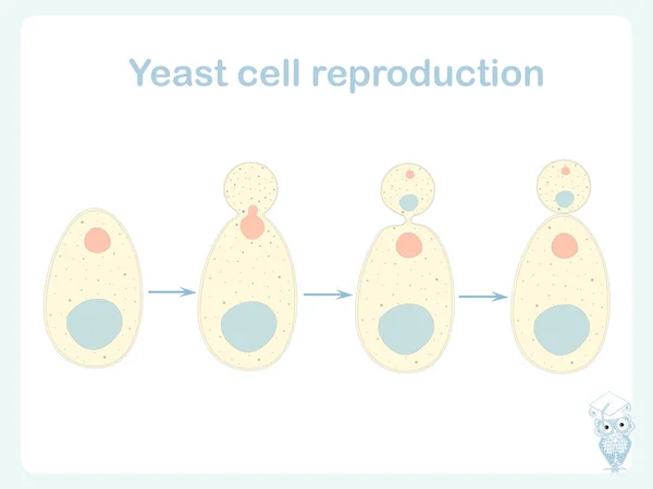 酵母細胞の再生産 梱包設計のパン ビール業界のための生物学的教育のための株式ベクトル図 — ストックベクタ