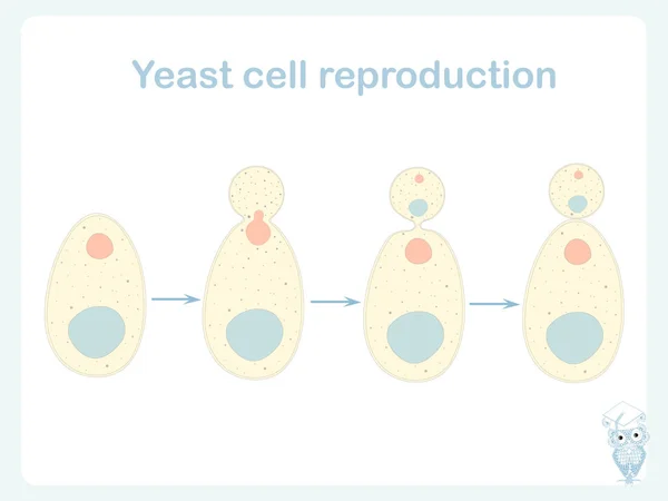 Yeast Cell Reproduction Scheme Stock Vector Illustration Biological Education Beer — Stock Vector