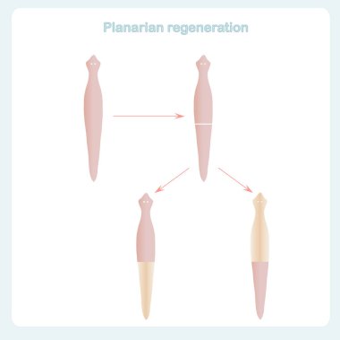 Planarian yenilenme düzeni, bölüme göre çarpma. Tasarım öğesi hisse senedi vektör çizim biyolojik dersler için web için yazdırma