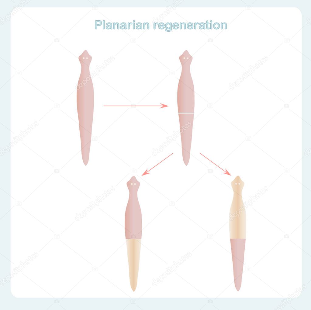 Planarian regeneration scheme, multiplication by division. Design element stock vector illustration for biological lessons, for web, for print