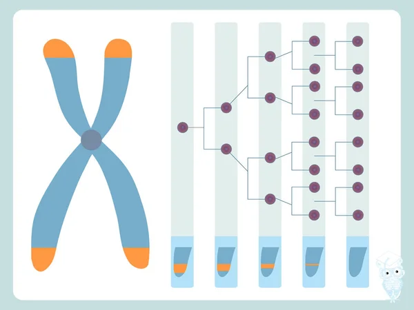 Telomere Zellteilungsdiagramm Reduktion Von Telomeren Nach Der Zellteilung Designstockvektorillustration Für — Stockvektor