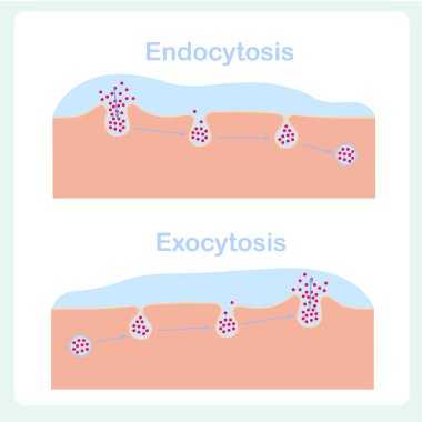 Endocytosis, exocytosis diagrams. Cell transports proteins into,, from cell, scheme. Design element stock vector biological process illustration for education, healthy and medical industry, biologia lessons clipart
