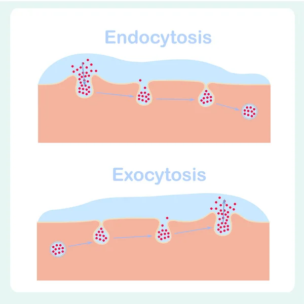 Endocitose Diagramas Exocitose Célula Transporta Proteínas Para Partir Célula Esquema — Vetor de Stock