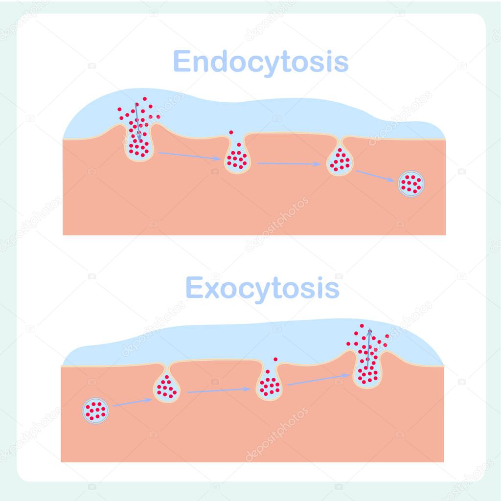 Endocytosis, exocytosis diagrams. Cell transports proteins into,, from cell, scheme. Design element stock vector biological process illustration for education, healthy and medical industry, biologia lessons