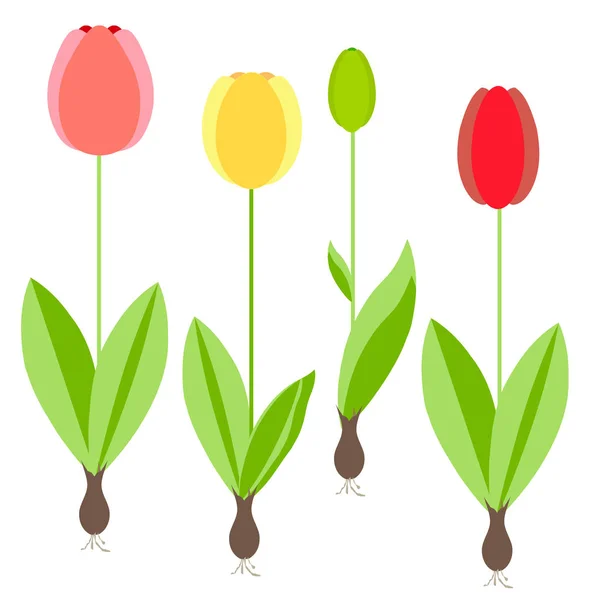 Tulipán Flores Amarillas Rojas Primavera Hojas Verdes Sobre Fondo Blanco — Archivo Imágenes Vectoriales