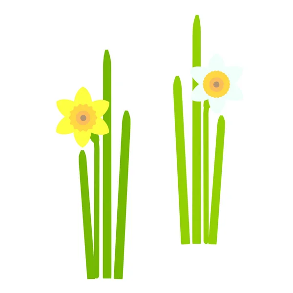 Daffodil Λουλούδια Την Άνοιξη Κίτρινο Πορτοκαλί Πράσινα Φύλλα Άσπρο Φόντο — Διανυσματικό Αρχείο