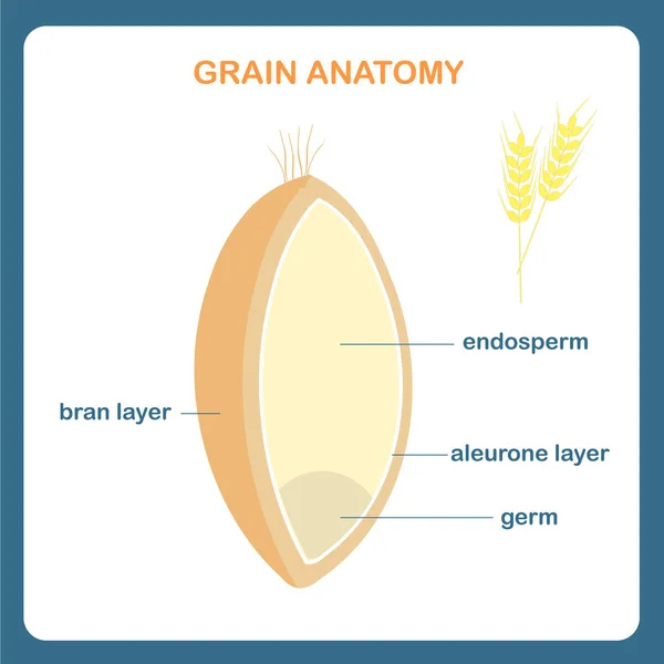 Tahıl anatomi düzeni. Çelenk tahıl, endosperm, kepek katman, aleurone katman, mikrop. Tasarım öğesi botanik okul ders, hisse senedi vektör çizim için eğitim için 