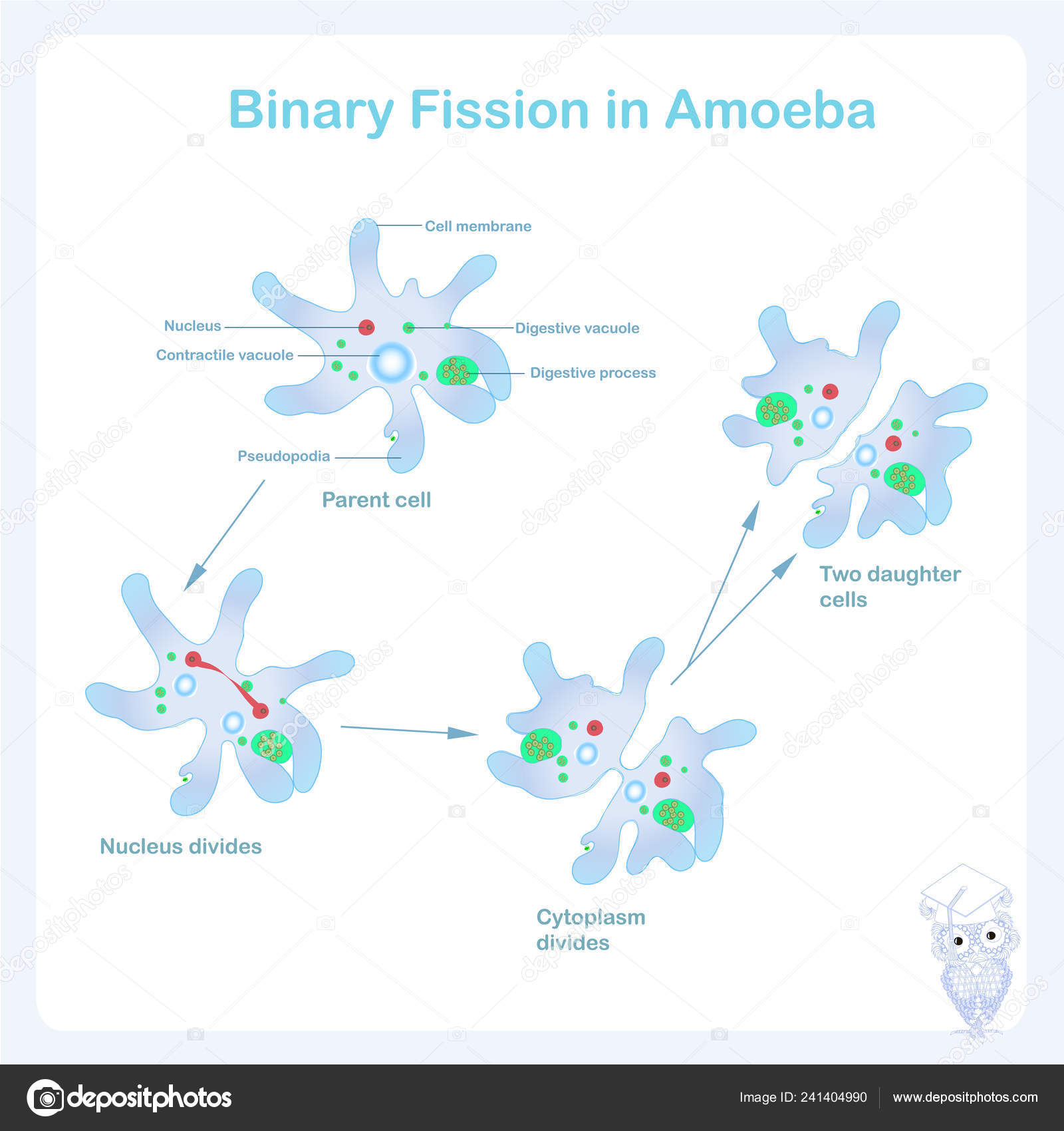 binary fission example ameoba binary fission example ameoba