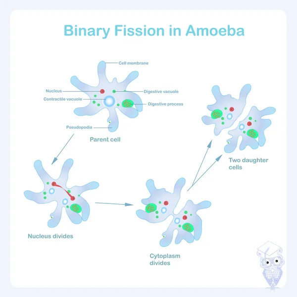 Améba Schéma Reprodukce Binárního Štěpení Reprodukce Améba Vektorové Ilustrace Pro — Stockový vektor