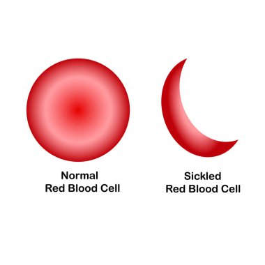 Sağlık ve Orak hücre eritrositler. Tasarım öğesi hisse senedi vektör çizim tıbbi, eğitim, web, baskı için için için için