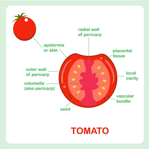 Fruchtstruktur Der Tomate Querschnitt Banner Für Bildung Biologieunterricht Gestaltungselement Für — Stockvektor