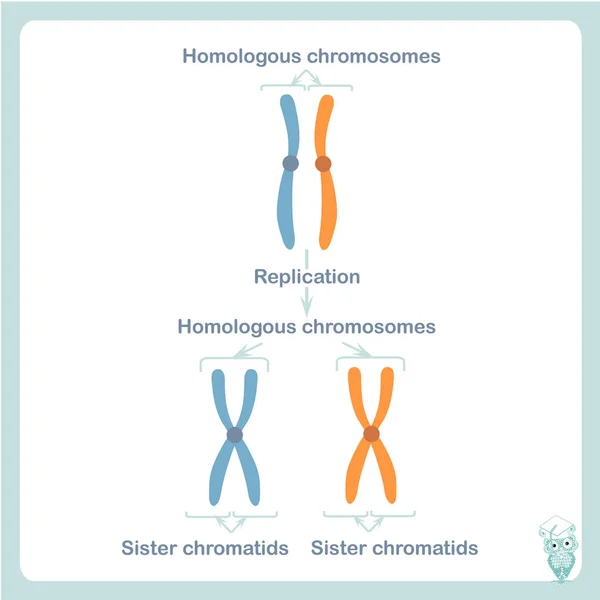 Гомологичная Сестринская Хромосома Векторная Иллюстрация Запасов Здравоохранения Образования Медицины — стоковый вектор