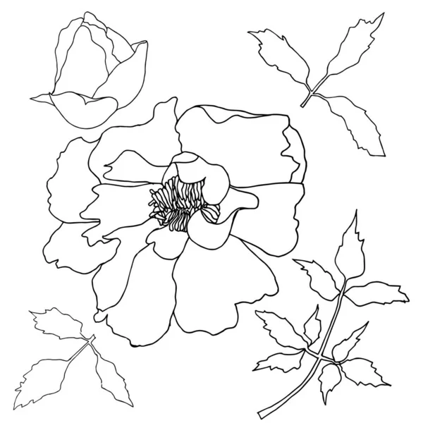 Peony Árvore Mão Desenhado Esboço Monocromático Flor Delinear Desenho Elemento —  Vetores de Stock