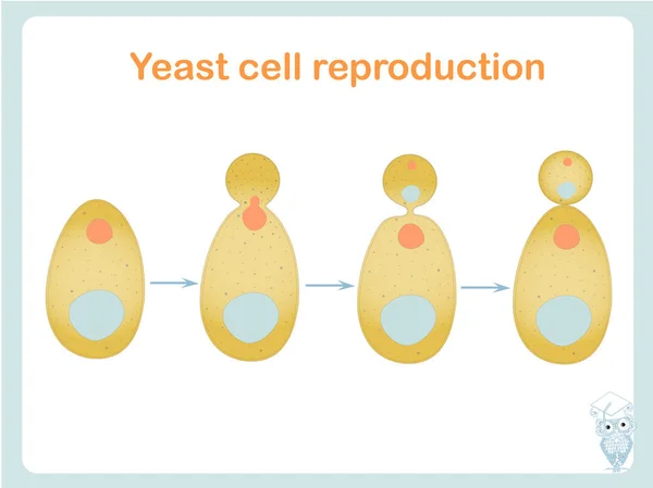 Kvasinkové Buněčné Reprodukce Schéma Vektorové Ilustrace Pro Biologické Vzdělání Pro — Stockový vektor