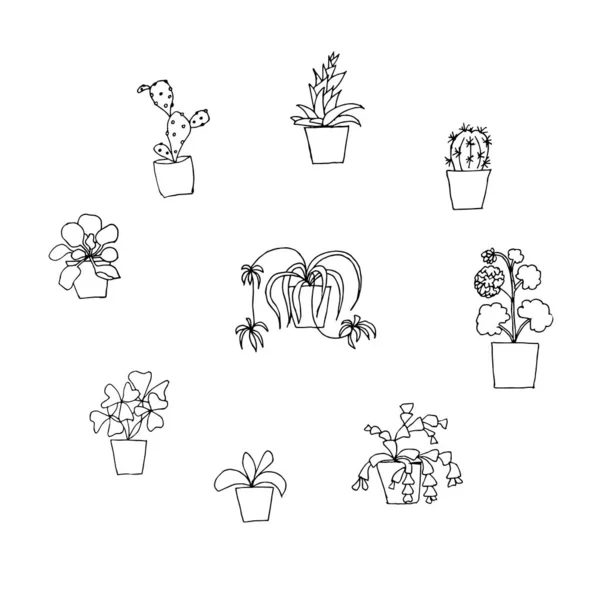 Plant Pot Monochrome Icon Set Oxalis Chlorophytum Orchid Pelargonium Schlumbergera — Image vectorielle