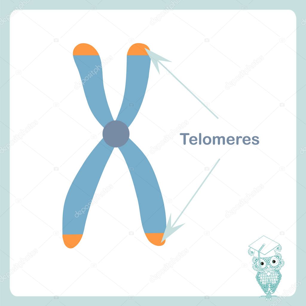 Chromosome telomeres banner. Stock vector illustration for healthcare, for education, for medicine, for web, for print