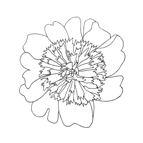 Peony Mão Flor Desenhado Esboço Monocromático Flor Delinear Desenho Elemento — Vetor de Stock