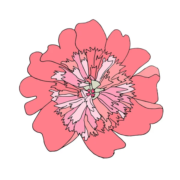 Růžová Kresba Květinové Ruky Květinová Vektorová Ukázka Návrhového Prvku Webu — Stockový vektor