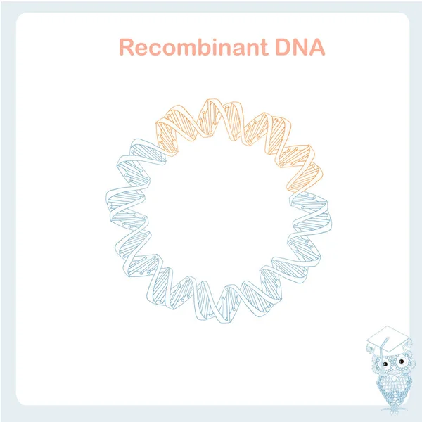 Βακτηριακή Πλασματική Ανασυνδυασμένη Κλωνοποίηση Dna Σχήμα Υλικό Στοιχείο Σχεδιασμού Εικόνα — Διανυσματικό Αρχείο