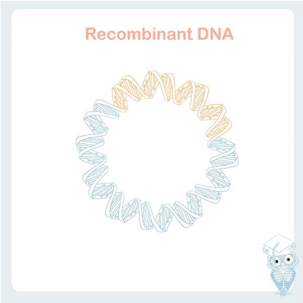 Plasmídeo Bacteriano Esquema Clonagem Dna Recombinante Elemento Projeto Ilustração Vetorial —  Vetores de Stock