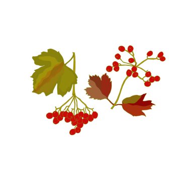 Viburnum meyve ve yaprakları el çizilmiş renkli stok vektör illüstrasyon Web için, baskı için. Kırmızı meyve ve sonbahar yaprakları el çizilmiş kroki stok vektör illüstrasyon Web için, baskı