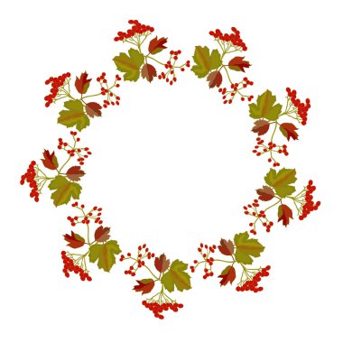 Yuvarlak Viburnum olgun çilek çerçeve ve sonbahar beyaz yaprakları. Web için Viburnum izole stok vektör illüstrasyon, baskı için, duvar kağıdı için
