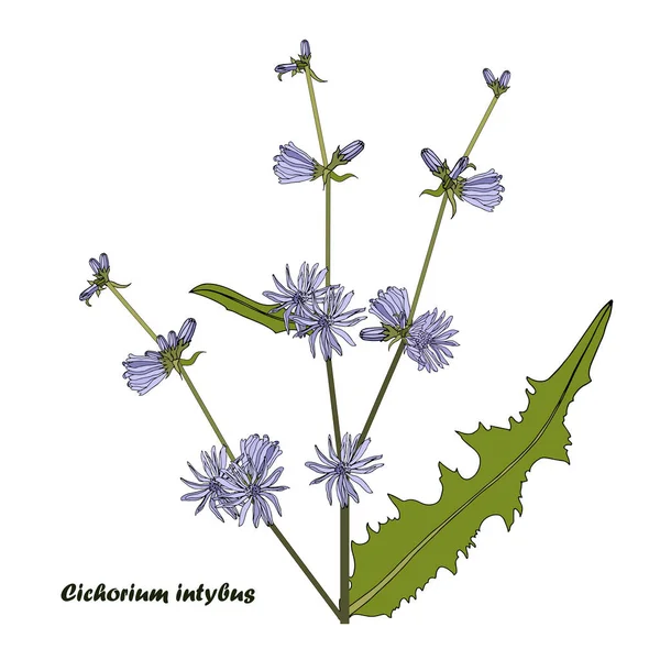 Cichorium Plant Blue Flower Green Leaves White Design Element Botanical — Stock Vector