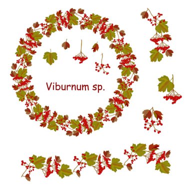 Çiçek sonbahar beyaz kırmızı viburnum meyve şirin demetleri ile ayarlayın. Romantik sezon tasarımı için, duyurular, tebrik kartları, posterler, reklam, web için bahçe stok vektör illüstrasyon, baskı için