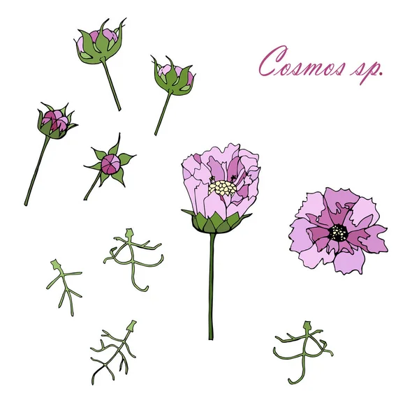 Cosmos Dibujado Mano Boceto Monocromo Flores Colores Cosmos Rosa Hojas — Vector de stock