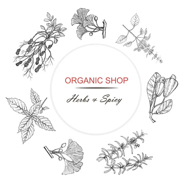 Tienda Orgánica Herb Space Banner Lápiz Rojo Negro Dibujado Mano — Vector de stock