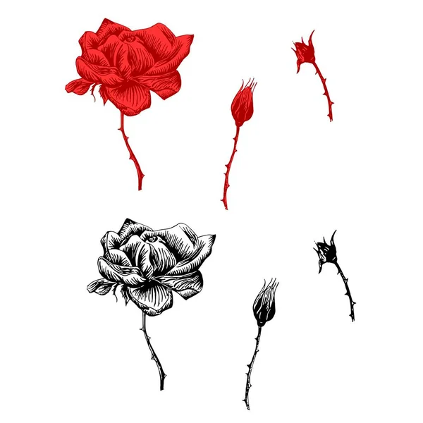 Set Original Rose Monocromo Tinta Roja Dibujado Mano Flores Arte — Archivo Imágenes Vectoriales