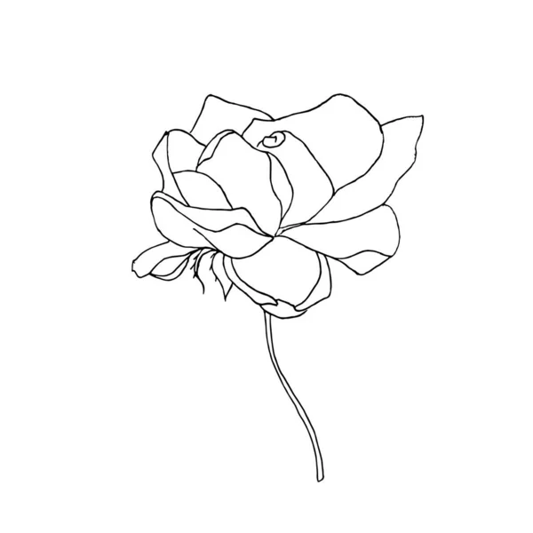 玫瑰轮廓手绘墨单色轮廓草图 网页的艺术设计库存矢量插图 供印刷用 — 图库矢量图片