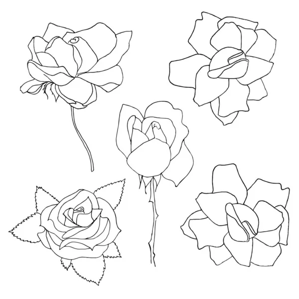 Orijinal Rose Seti Tek Renkli Mürekkep Çizimi Çiçek Tasarımı Ögesi — Stok Vektör