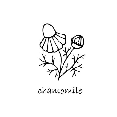 Papatya bitkisi skeci. El çizimi mürekkep tasarımı nesnesi web için, baskı için, bitkisel çay ürünü tasarımı için, tıbbi bitkileri paketlemek için stok vektör ilüstrasyonunu izole etti