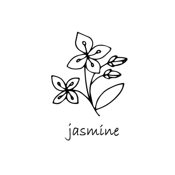 Esboço Planta Jasmine Tinta Desenhada Mão Arte Design Objeto Isolado —  Vetores de Stock