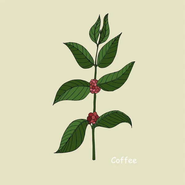 Esboço Ramo Café Arte Tinta Botânica Desenhado Mão Elemento Design — Vetor de Stock