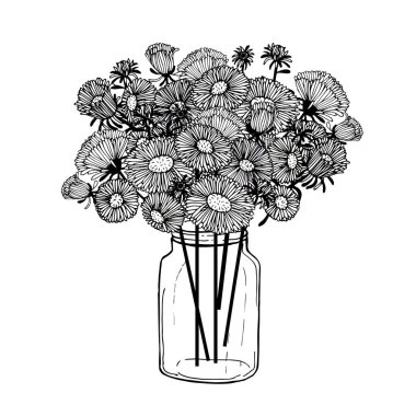 Aster monokrom çiçekleri kavanozda bitki. Botanik el çizimi ağ için, yazdırmak için mürekkep çizimi