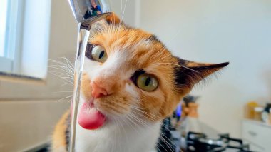 Evdeki musluktan su içen üç renkli yavru kedi, kedi beyazı, bej ve siyah kedi, açık sarı ve yeşil gözler, tüylü tüylü kedi, tekir, kaplan, calico, Carey