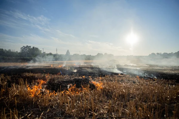 Fire, People burning old grass in the field — Stock Photo, Image