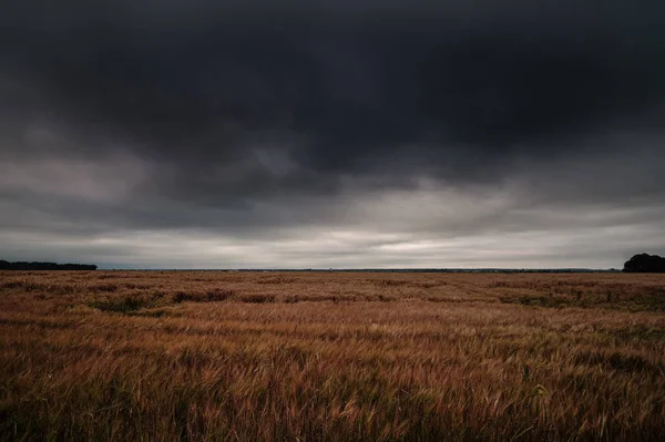 Burza chmury nad polem pszenicy. Niebezpieczna pogoda z ciemnym niebem nad polami — Zdjęcie stockowe
