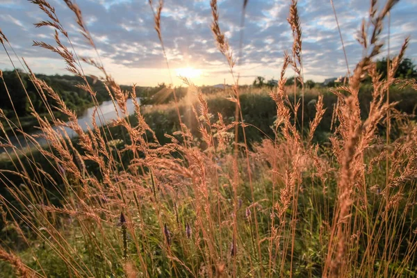 Abend Auf Dem Fluss Sonnenuntergang Licht Auf Ähren Von Gras — Stockfoto
