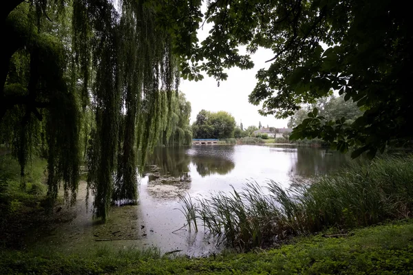 Willow Pobliżu Rzeki Nad Wodą Wiszą Gałęzie Wierzby Spokojny Malowniczy — Zdjęcie stockowe