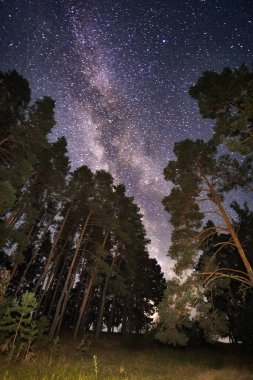 Güzel bir gece gökyüzü, Samanyolu ve ağaçlar.