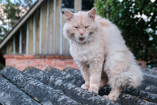 Γάτα Τζίντζερ Κάθεται Στη Βεράντα Και Χασμουριέται Στον Ήλιο — Φωτογραφία Αρχείου