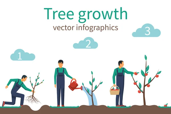 Wachstumsprozess des Baumes von der Pflanzung bis zur Fruchtreife — Stockvektor