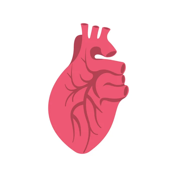 Icono Del Corazón Humano Ilustración Vectorial Diseño Plano Aislado Sobre — Vector de stock