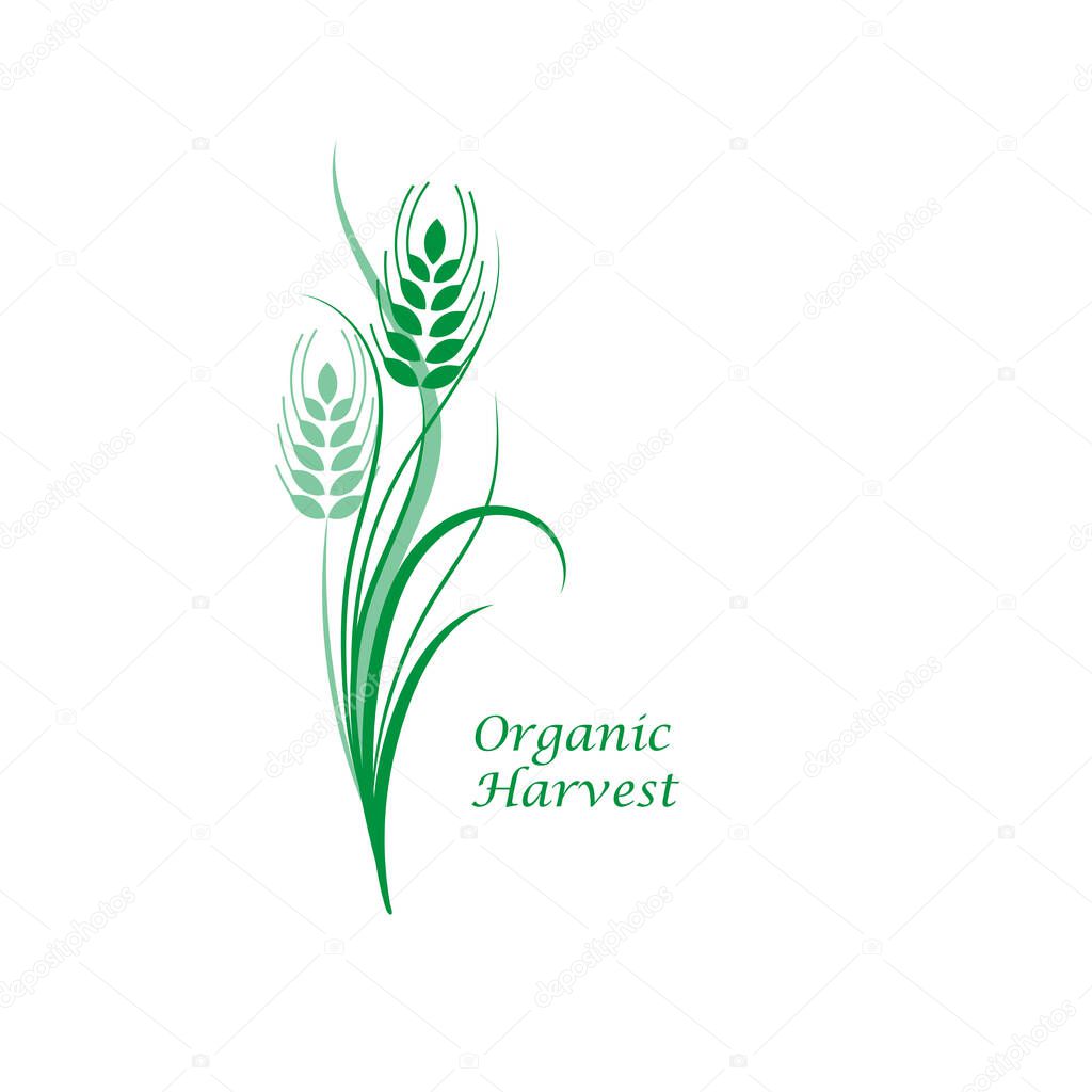 Green wheat spikelet on a white isolated background. Vector illustration